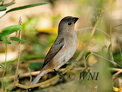Double-collared Seedeater (Sporophila caerulescens)